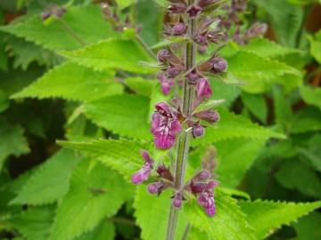 Fotografia da espécie Stachys sylvatica