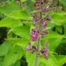 Fotografia 8 da espécie Stachys sylvatica do Jardim Botânico UTAD