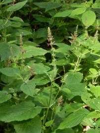 Fotografia da espécie Stachys sylvatica