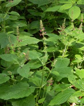 Fotografia 9 da espécie Stachys sylvatica no Jardim Botânico UTAD