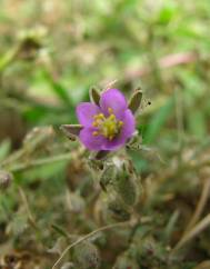 Spergularia rubra