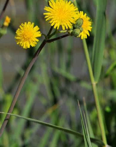 Fotografia de capa Sonchus maritimus - do Jardim Botânico