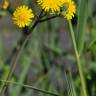 Fotografia 1 da espécie Sonchus maritimus do Jardim Botânico UTAD