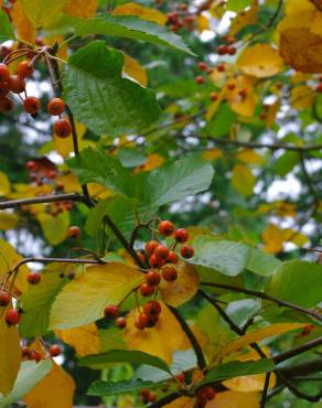 Fotografia 10 da espécie Sorbus aria no Jardim Botânico UTAD