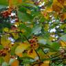 Fotografia 10 da espécie Sorbus aria do Jardim Botânico UTAD