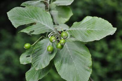 Fotografia da espécie Sorbus aria