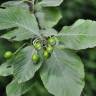 Fotografia 11 da espécie Sorbus aria do Jardim Botânico UTAD