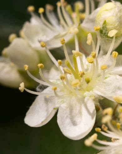 Fotografia de capa Sorbus aria - do Jardim Botânico