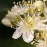 Fotografia 1 da espécie Sorbus aria do Jardim Botânico UTAD