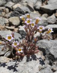 Sedum mucizonia