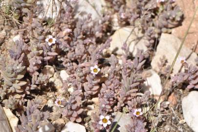 Fotografia da espécie Sedum mucizonia