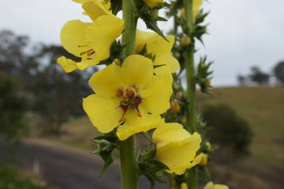 Fotografia da espécie Verbascum virgatum