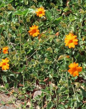 Fotografia 6 da espécie Thunbergia gregorii no Jardim Botânico UTAD