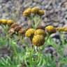 Fotografia 3 da espécie Tanacetum vulgare do Jardim Botânico UTAD