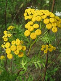 Fotografia da espécie Tanacetum vulgare