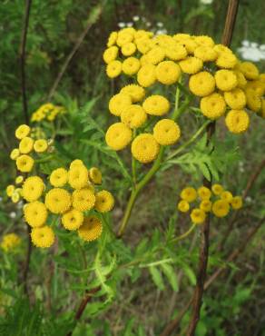 Fotografia 7 da espécie Tanacetum vulgare no Jardim Botânico UTAD