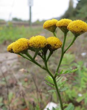 Fotografia 10 da espécie Tanacetum vulgare no Jardim Botânico UTAD