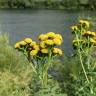 Fotografia 14 da espécie Tanacetum vulgare do Jardim Botânico UTAD