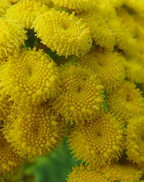 Fotografia 15 da espécie Tanacetum vulgare no Jardim Botânico UTAD