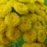 Fotografia 15 da espécie Tanacetum vulgare do Jardim Botânico UTAD