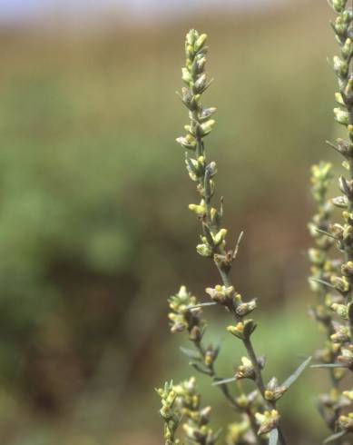 Fotografia de capa Thymelaea passerina - do Jardim Botânico