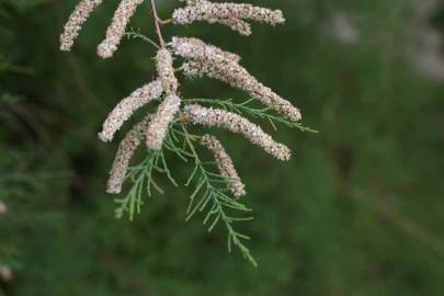 Fotografia da espécie Tamarix parviflora