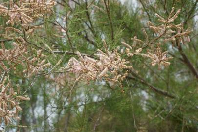 Fotografia da espécie Tamarix parviflora