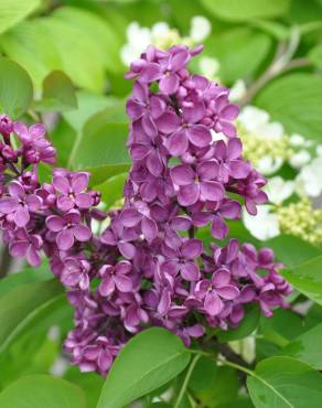 Fotografia 6 da espécie Syringa vulgaris no Jardim Botânico UTAD