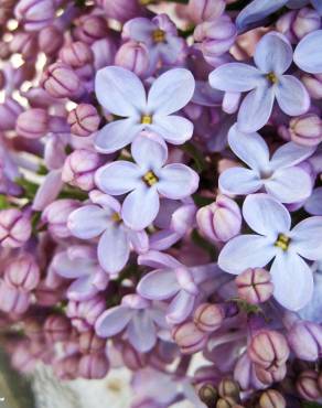 Fotografia 8 da espécie Syringa vulgaris no Jardim Botânico UTAD