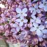 Fotografia 8 da espécie Syringa vulgaris do Jardim Botânico UTAD