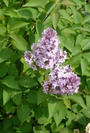 Fotografia da espécie Syringa vulgaris