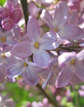 Fotografia 11 da espécie Syringa vulgaris no Jardim Botânico UTAD