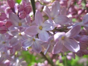 Fotografia da espécie Syringa vulgaris