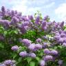 Fotografia 12 da espécie Syringa vulgaris do Jardim Botânico UTAD