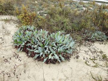 Fotografia da espécie Limonium ovalifolium