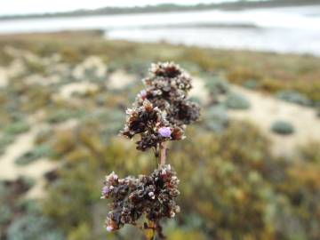 Fotografia da espécie Limonium ovalifolium