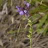 Fotografia 6 da espécie Linaria incarnata do Jardim Botânico UTAD