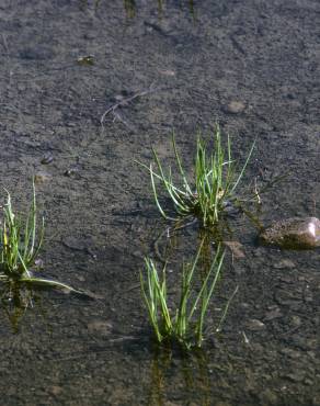 Fotografia 1 da espécie Lilaea scilloides no Jardim Botânico UTAD