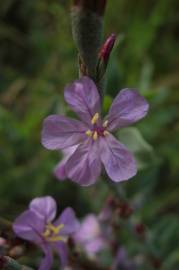 Fotografia da espécie Limoniastrum monopetalum