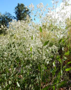 Fotografia 5 da espécie Lepidium latifolium no Jardim Botânico UTAD