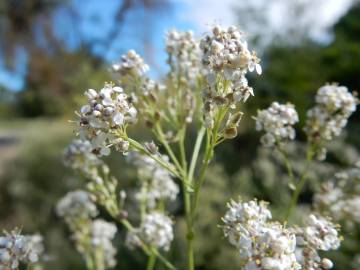 Fotografia da espécie Lepidium latifolium