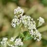 Fotografia 7 da espécie Lepidium latifolium do Jardim Botânico UTAD