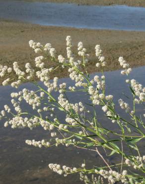 Fotografia 8 da espécie Lepidium latifolium no Jardim Botânico UTAD