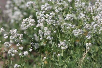 Fotografia da espécie Lepidium latifolium