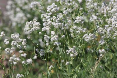 Fotografia da espécie Lepidium latifolium