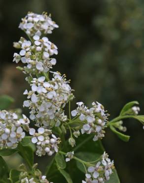 Fotografia 11 da espécie Lepidium latifolium no Jardim Botânico UTAD