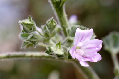 Fotografia da espécie Lavatera cretica