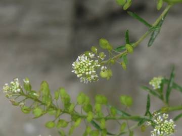 Fotografia da espécie Lepidium sativum