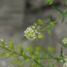 Fotografia 3 da espécie Lepidium sativum do Jardim Botânico UTAD