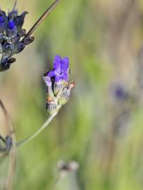 Fotografia da espécie Lavandula latifolia